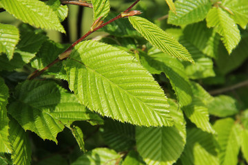 close photo of green leaves of hazel tree