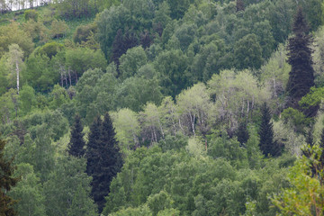 Green different trees on the mountainside