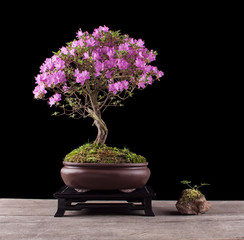 Bonsai Azalea japonica on a black background