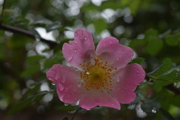 Beautiful natural pink roses with water drops