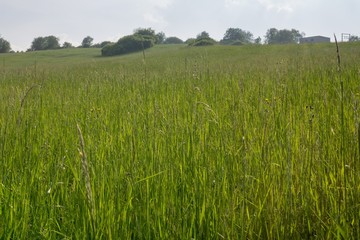 Green meadow during sunny and cloudy afternoon. Slovakia