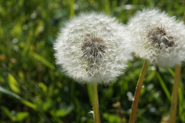 Blowballs on a green meadow