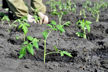 freshly planted tomato seedlings in the vegetable garden, selective focus on foreground