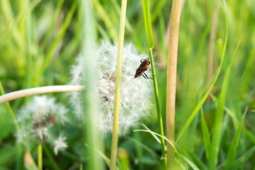 Bug on a plant. Slovakia