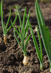 Growing spring onions.