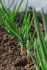 Growing spring onions.