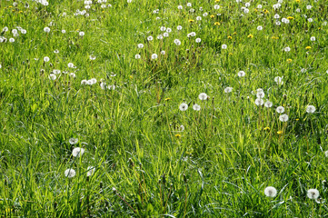 Blowballs on a green meadow