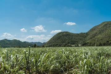 Agriculture in Suphanburi,Thailand.