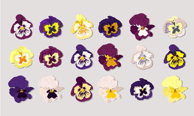 set  of colorful flowers. vector pansy