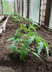 Growing tomatoes in a greenhouse.