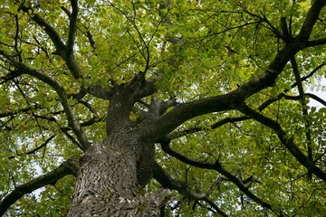 Tree branches. Slovakia