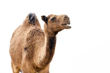 Tuinposter Desert Camel © paulfell