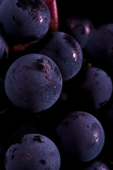 Close-up, berries of dark bunch of grape  in low light isolated on black background