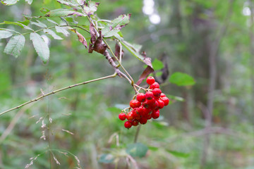 Red rowan berries
