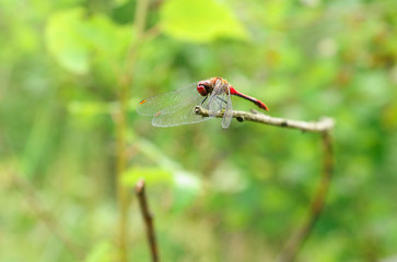 dragonfly resting on a twig