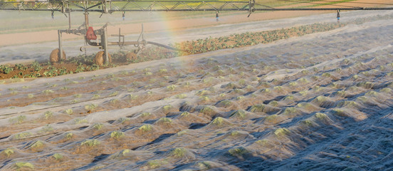 Panorama Bewässerung mit Regenbogen in der Landwirtschaft 