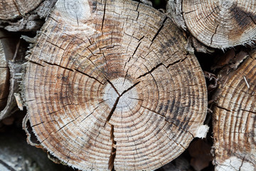 Holz