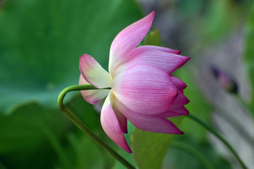 Blossom lotus flower