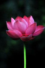 Blossom lotus flower