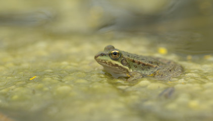 Frog on green lake