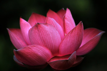 Blossom lotus flower