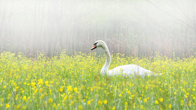 Swan in misty landscape