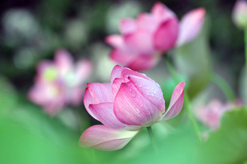 Blossom lotus flower