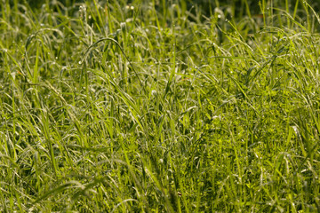 Grass with morning dew