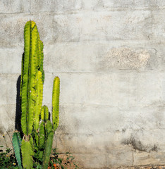 Background block wall has cactus tree