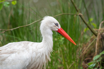 Weißstorch (Ciconia ciconia) im Regen