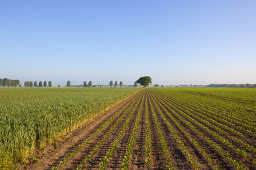 sugar beet and wheat