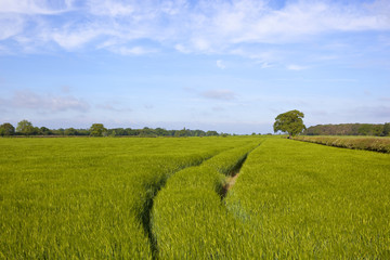 tyre tracks in barley