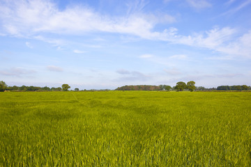 Fototapeta premium woodland trees and barley