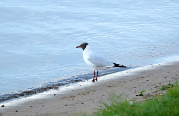 Outdoor landscape with single seagull stand on river coast line with sand and grass on summer day