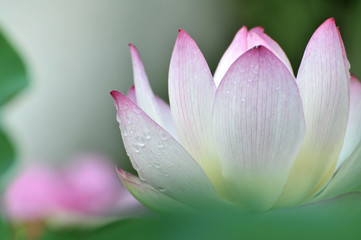 Blossom lotus flower
