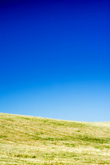 Wheat field on a sunny day with a blue sky