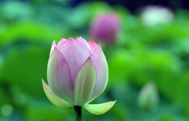 Obraz premium Blossom lotus flower