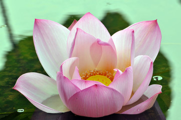Blossom lotus flower