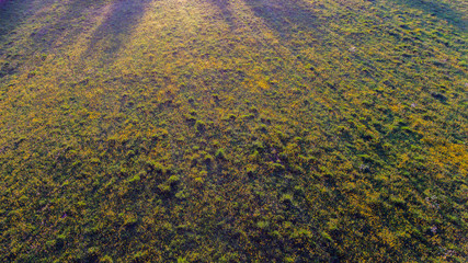 Buttercup Meadow from the air. A low aerial shot of field full of buttercups when sun is setting. Highlights shining on the reflective petals.
