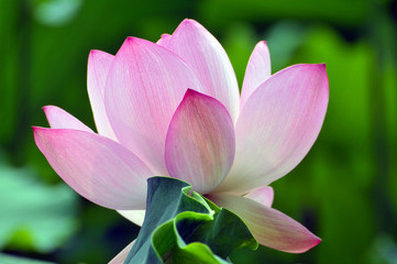 Blossom lotus flower