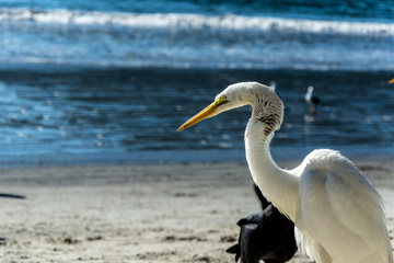 White heron on a beah during a sunny day