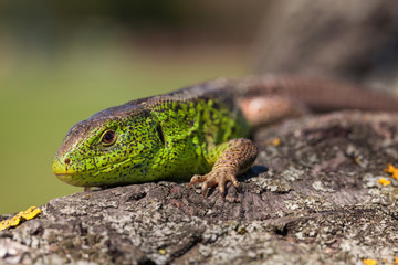 Naklejka na ściany i meble Nimble green lizard ( Lacerta viridis, Lacerta agilis ) closeup, basking on a tree under the sun.Male lizard in a mating season on a tree covered with moss and lichen. Reptile shot close-up
