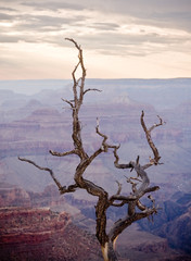 Tree in Grand Canyon