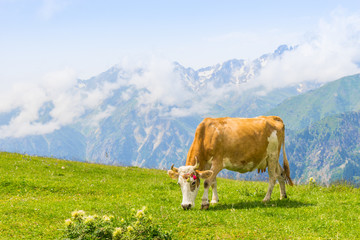 Fototapeta na wymiar Highland Cow on a Field, Artvin, Turkey