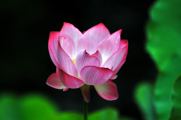 Blossom lotus flower