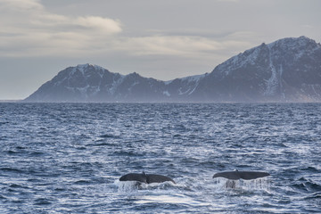 two sperm-whale tail fin diving together in the arctic sea