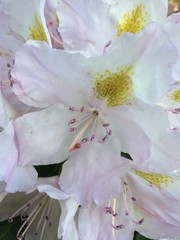 Fototapeta na wymiar White Rhododendron