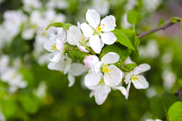 beautiful flowering apple trees. background with blooming flowers in spring day. selective focus and bokeh