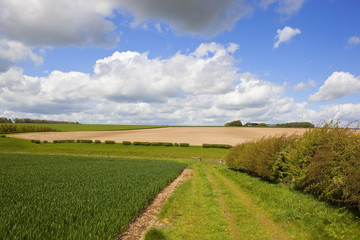 wheat valley and bridleway