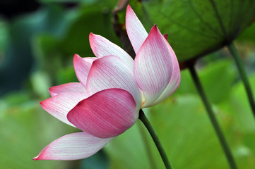 Obraz premium Blossom lotus flower